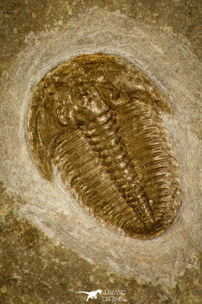 30055 - Top Rare Sudulella solita Middle Cambrian Trilobite Russia