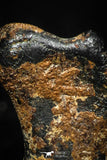 05298 - Taza (NWA 859) Iron Ungrouped Plessitic Octahedrite Meteorite 1.6g