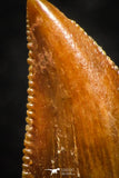 07073 - Finest Quality 0.46 Inch Abelisaur Dinosaur Tooth Cretaceous KemKem Beds