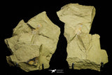 21052 - Great Lehua sp Lower Ordovician Trilobite Fezouata Fm