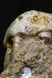 07037 - Top Grade Halisaurus arambourgi (Mosasaur) Premaxillary Nose Bone in Matrix Cretaceous
