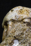 07037 - Top Grade Halisaurus arambourgi (Mosasaur) Premaxillary Nose Bone in Matrix Cretaceous