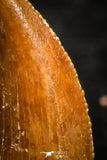 07073 - Finest Quality 0.46 Inch Abelisaur Dinosaur Tooth Cretaceous KemKem Beds
