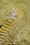 21052 - Great Lehua sp Lower Ordovician Trilobite Fezouata Fm