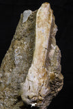 07037 - Top Grade Halisaurus arambourgi (Mosasaur) Premaxillary Nose Bone in Matrix Cretaceous