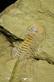 21052 - Great Lehua sp Lower Ordovician Trilobite Fezouata Fm