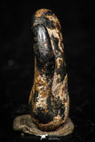 05298 - Taza (NWA 859) Iron Ungrouped Plessitic Octahedrite Meteorite 1.6g