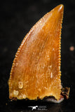 07073 - Finest Quality 0.46 Inch Abelisaur Dinosaur Tooth Cretaceous KemKem Beds
