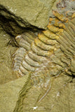 21052 - Great Lehua sp Lower Ordovician Trilobite Fezouata Fm