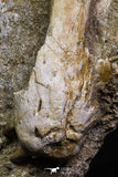 07037 - Top Grade Halisaurus arambourgi (Mosasaur) Premaxillary Nose Bone in Matrix Cretaceous