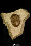 30056 - Amazing Asaphus latus Middle Ordovician Trilobite Russia