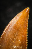 07073 - Finest Quality 0.46 Inch Abelisaur Dinosaur Tooth Cretaceous KemKem Beds