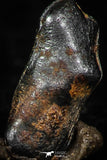05299 - Taza (NWA 859) Iron Ungrouped Plessitic Octahedrite Meteorite 0.4g ORIENTED