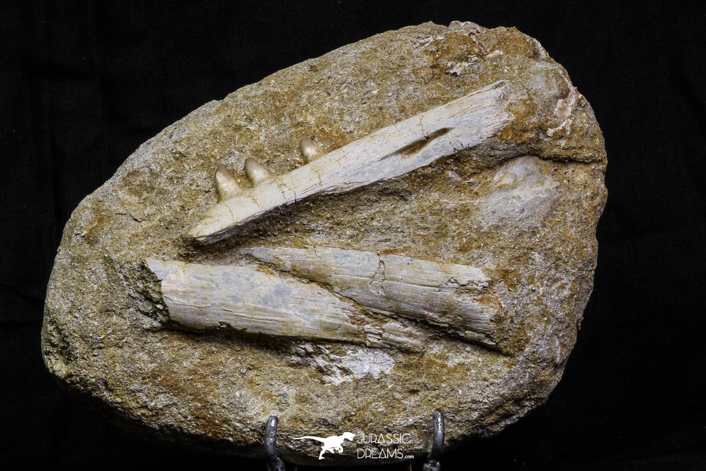 07038 - Nice Halisaurus arambourgi (Mosasaur) Partial Maxillary Bone in Matrix Cretaceous
