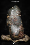05299 - Taza (NWA 859) Iron Ungrouped Plessitic Octahedrite Meteorite 0.4g ORIENTED