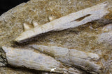 07038 - Nice Halisaurus arambourgi (Mosasaur) Partial Maxillary Bone in Matrix Cretaceous