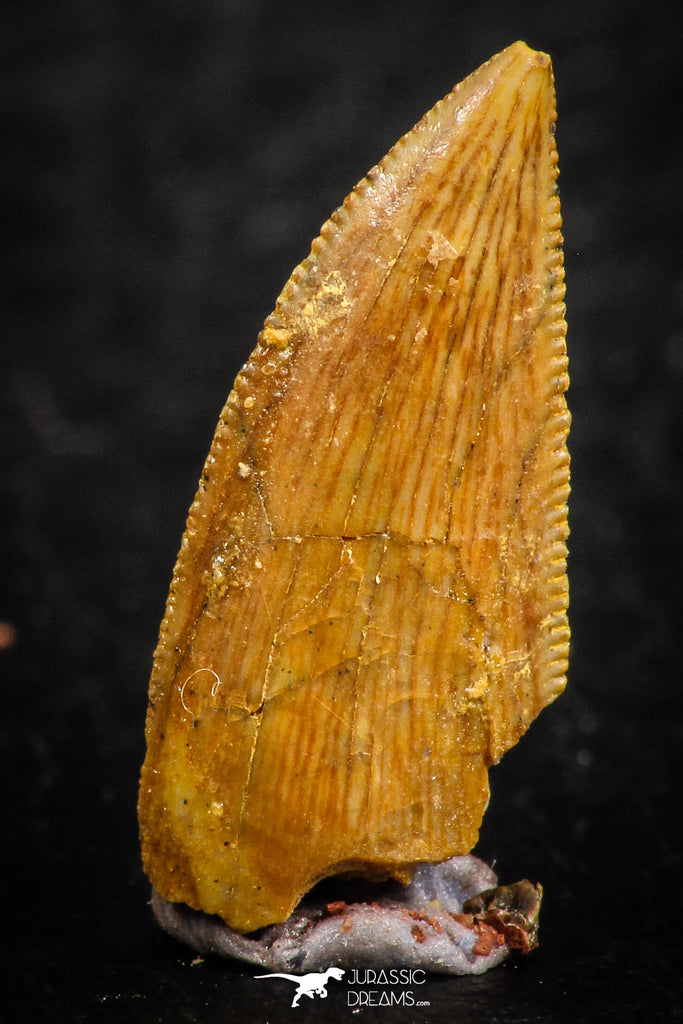 07074 - Nice Serrrated 0.72 Inch Abelisaur Dinosaur Tooth Cretaceous KemKem Beds