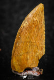 07074 - Nice Serrrated 0.72 Inch Abelisaur Dinosaur Tooth Cretaceous KemKem Beds