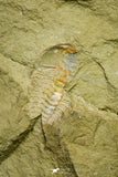 21052 - Great Lehua sp Lower Ordovician Trilobite Fezouata Fm