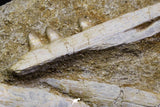 07038 - Nice Halisaurus arambourgi (Mosasaur) Partial Maxillary Bone in Matrix Cretaceous