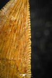07074 - Nice Serrrated 0.72 Inch Abelisaur Dinosaur Tooth Cretaceous KemKem Beds