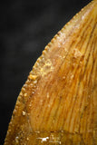07074 - Nice Serrrated 0.72 Inch Abelisaur Dinosaur Tooth Cretaceous KemKem Beds