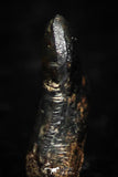 05299 - Taza (NWA 859) Iron Ungrouped Plessitic Octahedrite Meteorite 0.4g ORIENTED