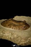 30056 - Amazing Asaphus latus Middle Ordovician Trilobite Russia