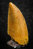 07074 - Nice Serrrated 0.72 Inch Abelisaur Dinosaur Tooth Cretaceous KemKem Beds