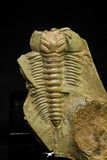 21053 - Amazing Lehua sp Lower Ordovician Trilobite Fezouata Fm