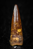 05598 - Well Preserved 0.84 Inch Spinosaurus Dinosaur Tooth Cretaceous