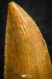 07074 - Nice Serrrated 0.72 Inch Abelisaur Dinosaur Tooth Cretaceous KemKem Beds