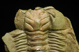 21053 - Amazing Lehua sp Lower Ordovician Trilobite Fezouata Fm