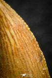 07074 - Nice Serrrated 0.72 Inch Abelisaur Dinosaur Tooth Cretaceous KemKem Beds