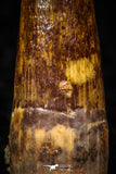 05598 - Well Preserved 0.84 Inch Spinosaurus Dinosaur Tooth Cretaceous