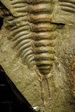 21053 - Amazing Lehua sp Lower Ordovician Trilobite Fezouata Fm