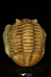 30057 - Nicely Preserved Asaphus expansus Middle Ordovician Trilobite Russia