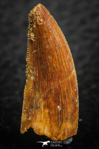 07075 - Top Beautiful 1.03 Inch Abelisaur Dinosaur Tooth Cretaceous KemKem Beds
