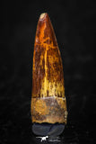 05598 - Well Preserved 0.84 Inch Spinosaurus Dinosaur Tooth Cretaceous