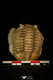 30057 - Nicely Preserved Asaphus expansus Middle Ordovician Trilobite Russia