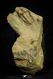 21054 - Amazing Lehua sp Lower Ordovician Trilobite Fezouata Fm