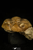 30057 - Nicely Preserved Asaphus expansus Middle Ordovician Trilobite Russia