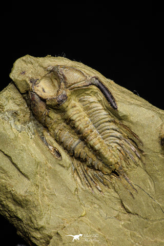 21054 - Amazing Lehua sp Lower Ordovician Trilobite Fezouata Fm