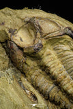 21054 - Amazing Lehua sp Lower Ordovician Trilobite Fezouata Fm