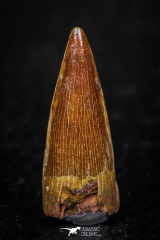 05599 - Well Preserved 1.02 Inch Spinosaurus Dinosaur Tooth Cretaceous