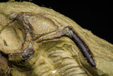 21054 - Amazing Lehua sp Lower Ordovician Trilobite Fezouata Fm