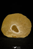 30058 - Top Rare Hatangia sp Middle Cambrian Trilobite Russia