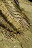 21054 - Amazing Lehua sp Lower Ordovician Trilobite Fezouata Fm