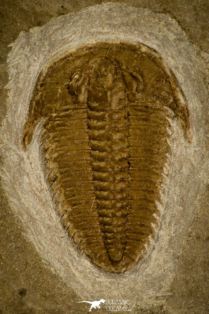 30058 - Top Rare Hatangia sp Middle Cambrian Trilobite Russia