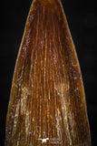 05599 - Well Preserved 1.02 Inch Spinosaurus Dinosaur Tooth Cretaceous